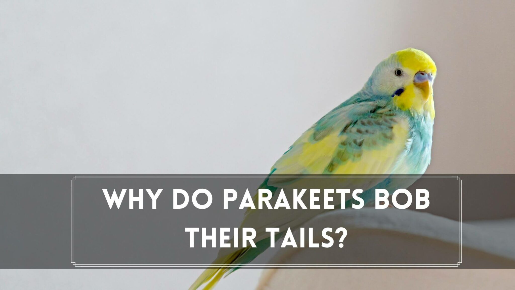 Why Do Parakeets Bob Up And Down? 10 Reasons Birds News