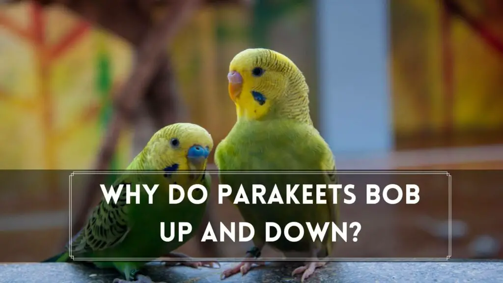 why do parakeets bob up and down