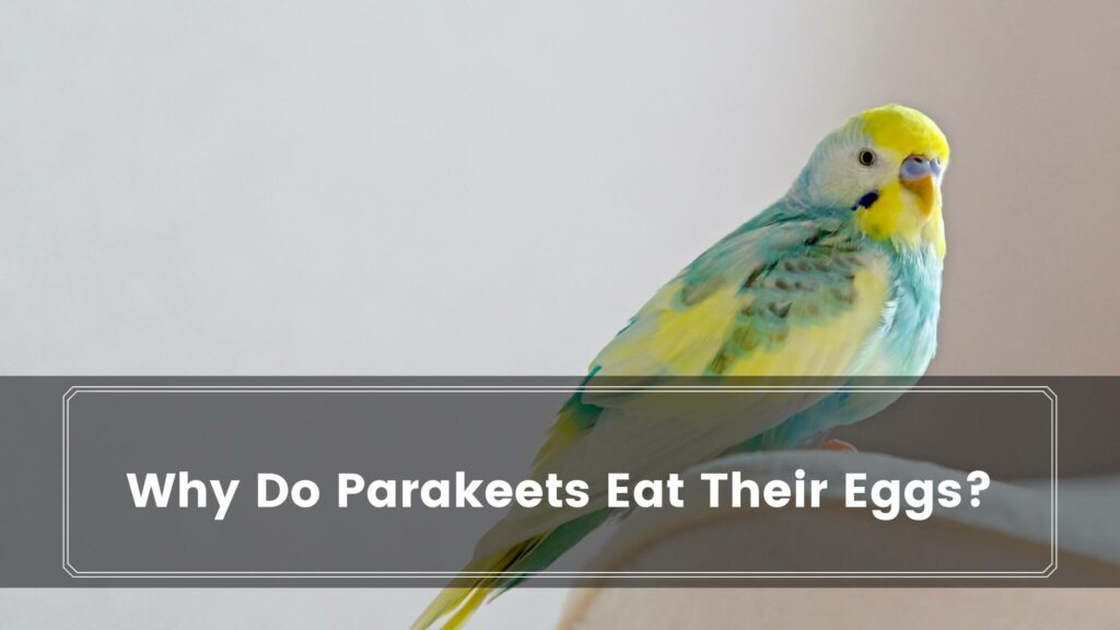 why do parakeets eat their eggs
