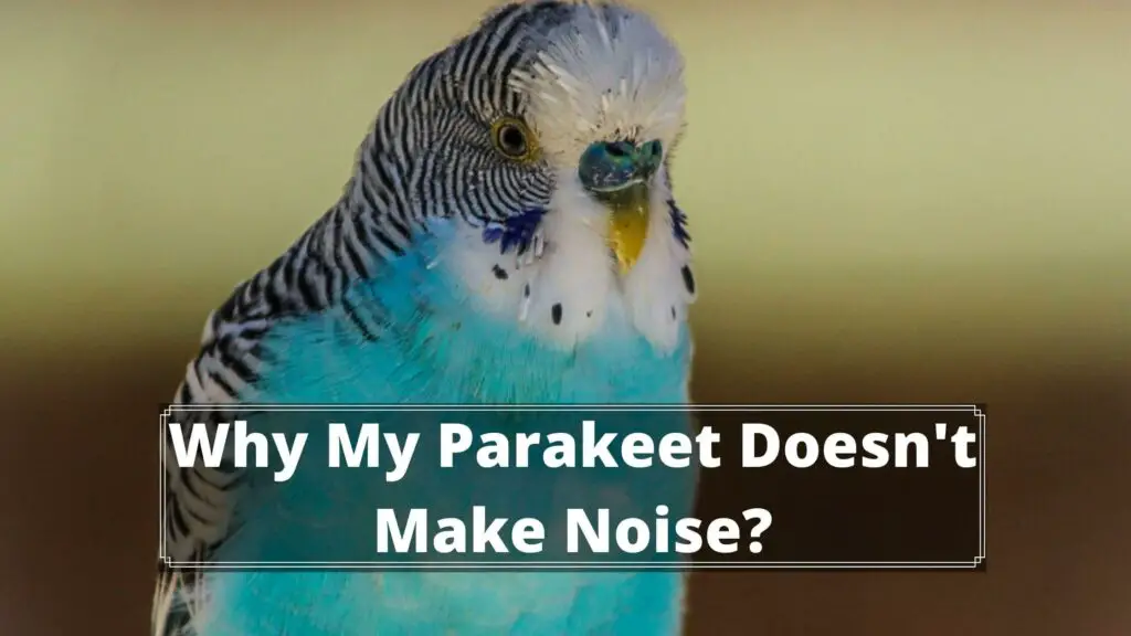 why my parakeet doesn't make noise