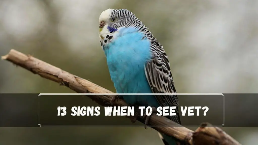 13 signs when to see vet