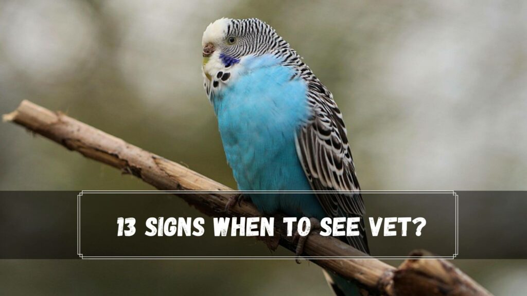 13 signs when to see vet