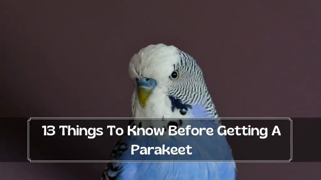 13 things to know before getting a parakeet