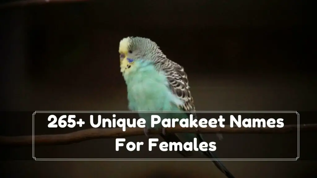 265+ unique parakeet names for females
