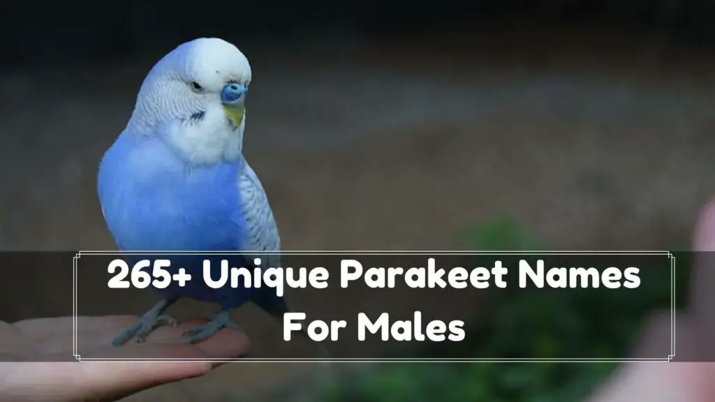 265+ unique parakeet names for males
