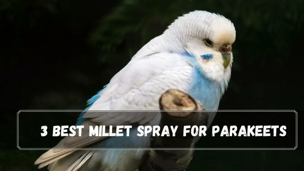 3 best millet spray for parakeets