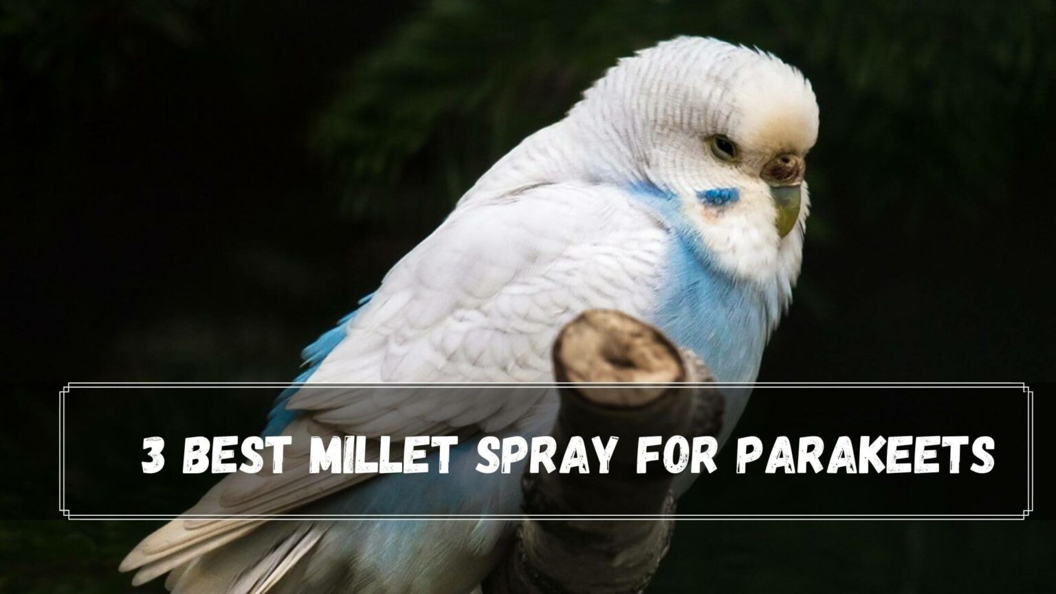 3 Best Millet Spray For Parakeets In 2022 Birds News