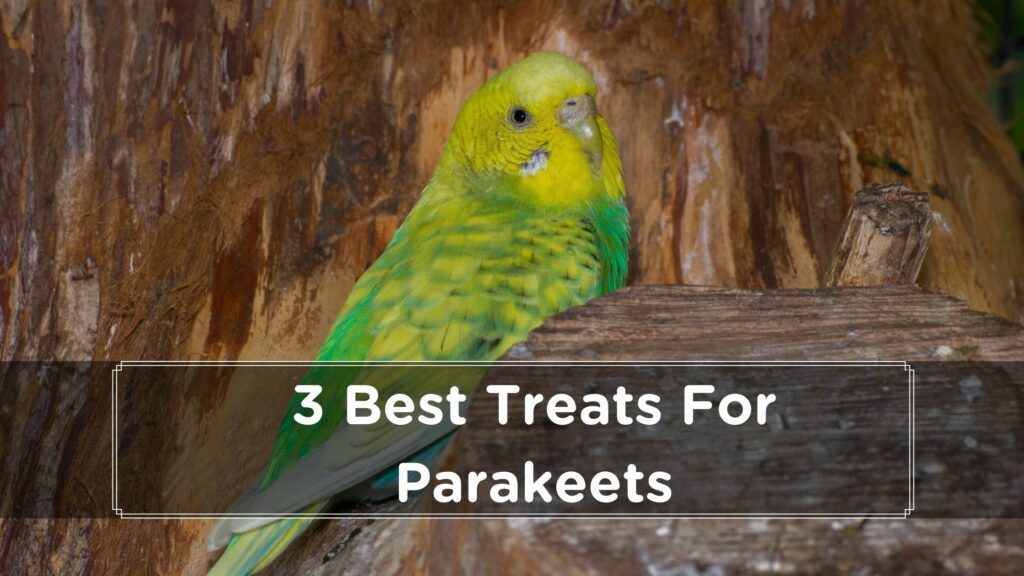 3 best treats for parakeets