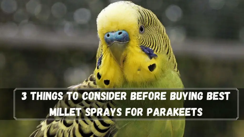 3 things to consider before buying best millet sprays for parakeets