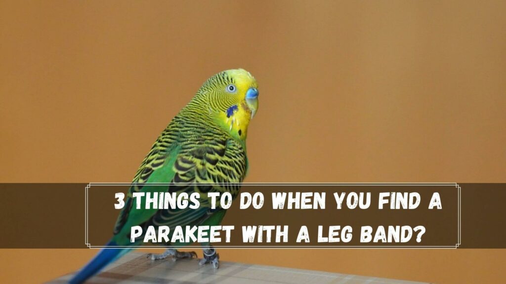 3 things to do when you find a parakeet with a leg band