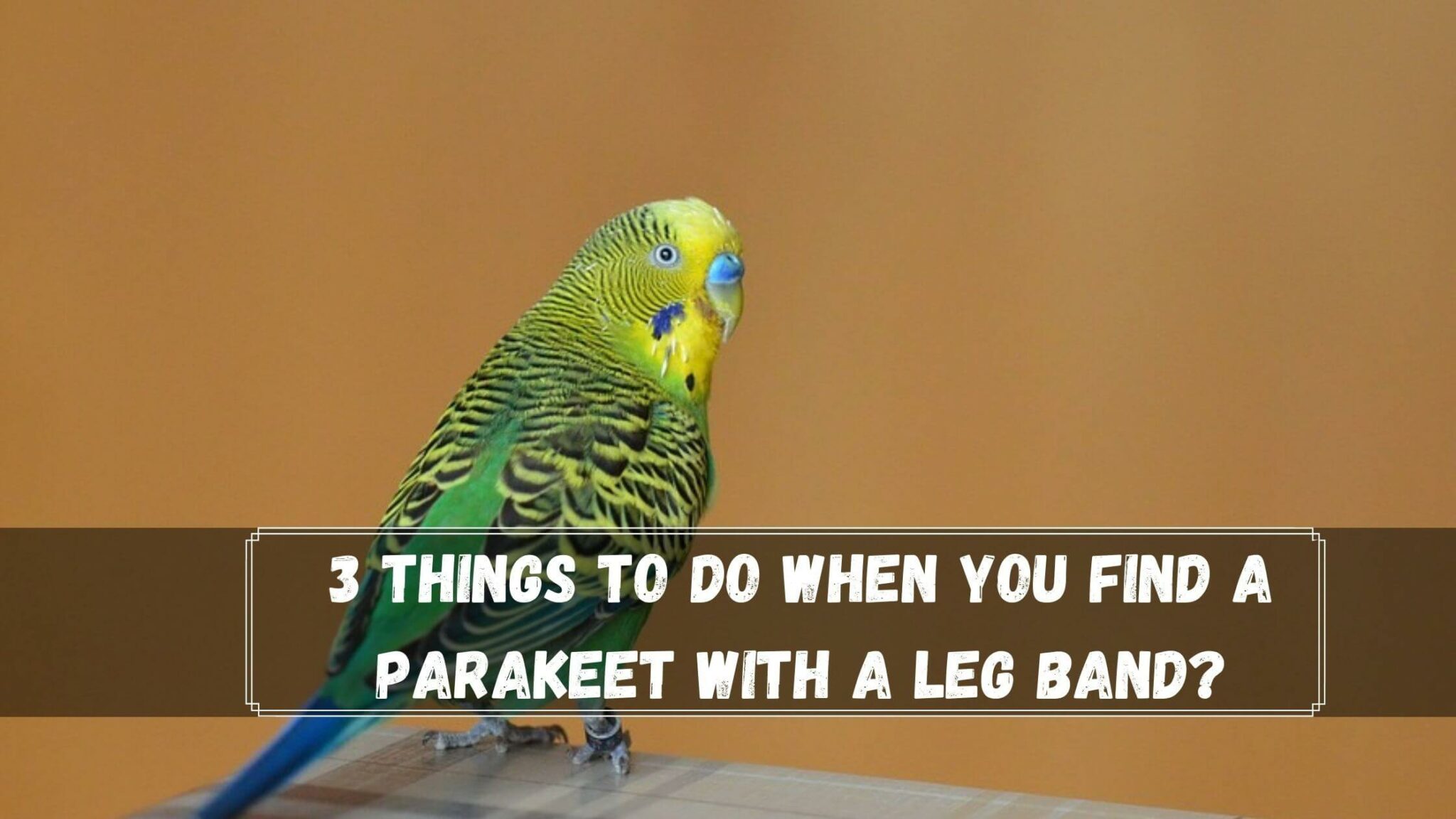 Found A Parakeet With A Leg Band? 5 Things to Do Birds News