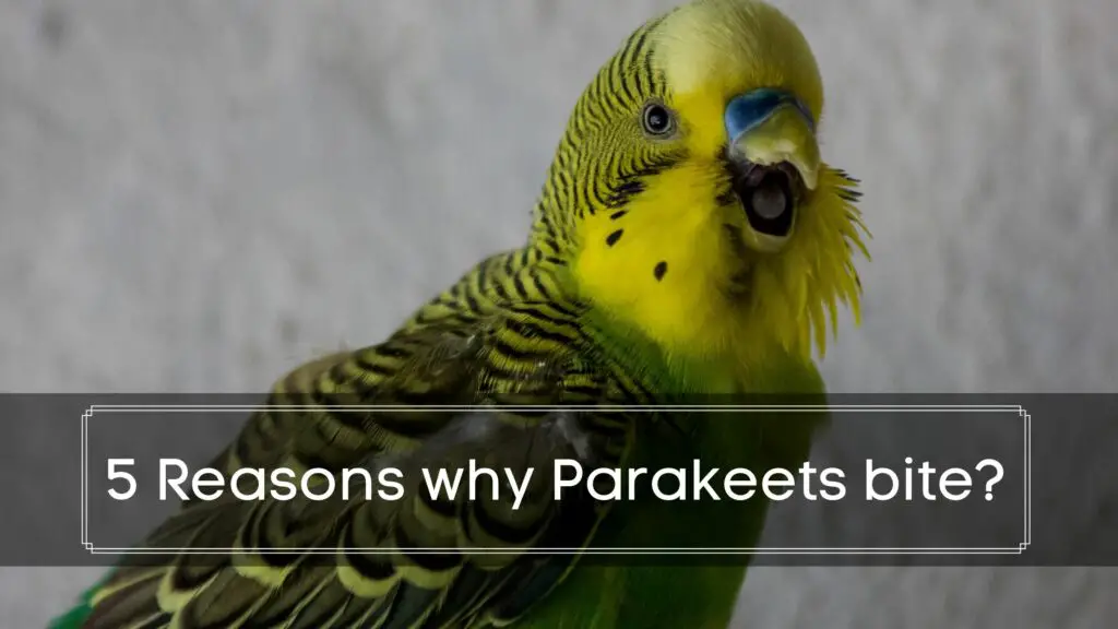 5 Reasons why Parakeets bite?