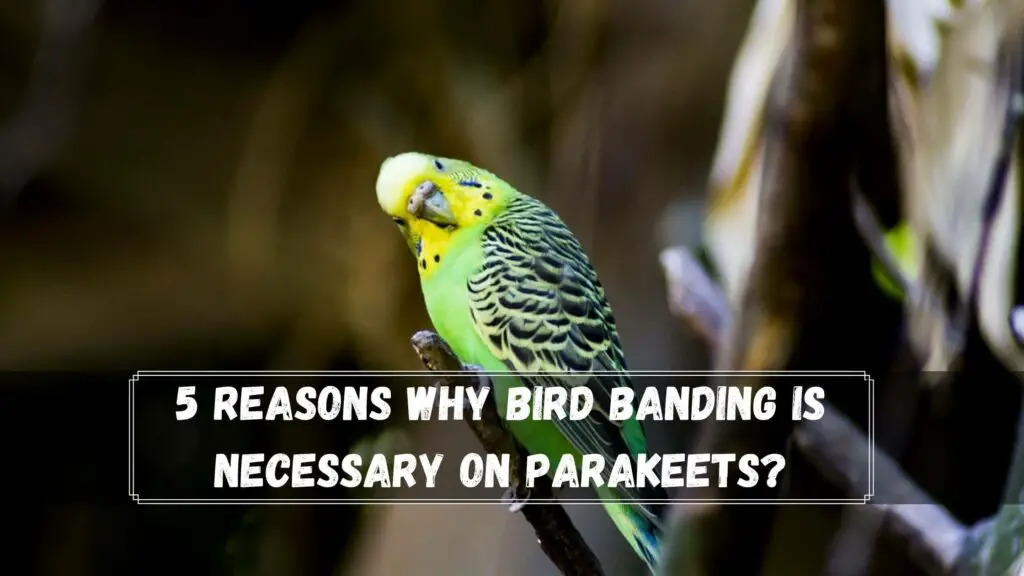5 reasons why bird banding is necessary on parakeets
