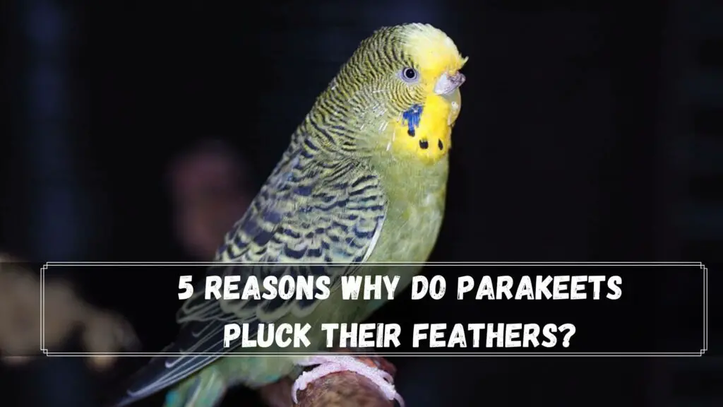 5 reasons why do parakeets pluck their feathers