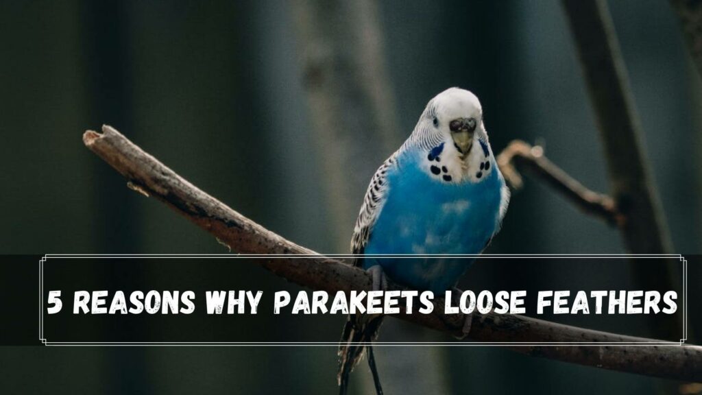 5 reasons why parakeets loose feathers