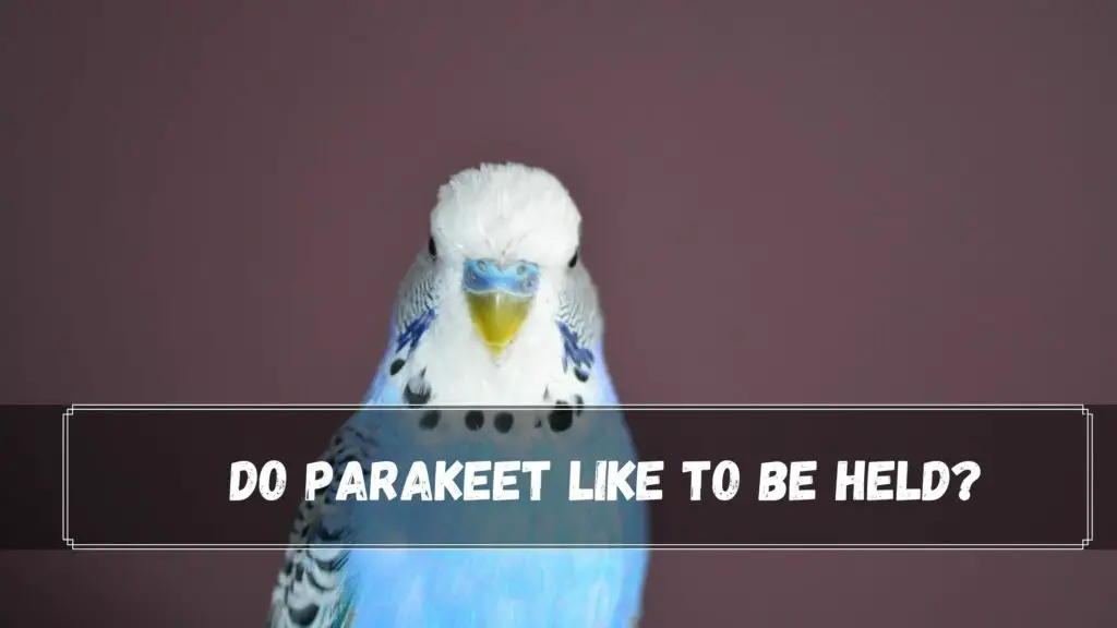 Do Parakeets Like To Be Hel