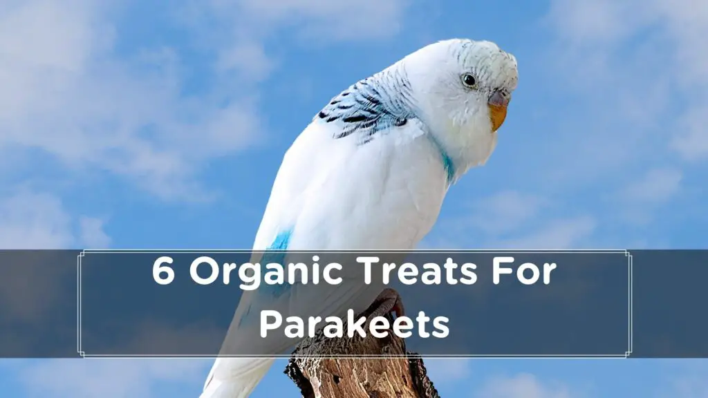 6 organic treats for parakeets