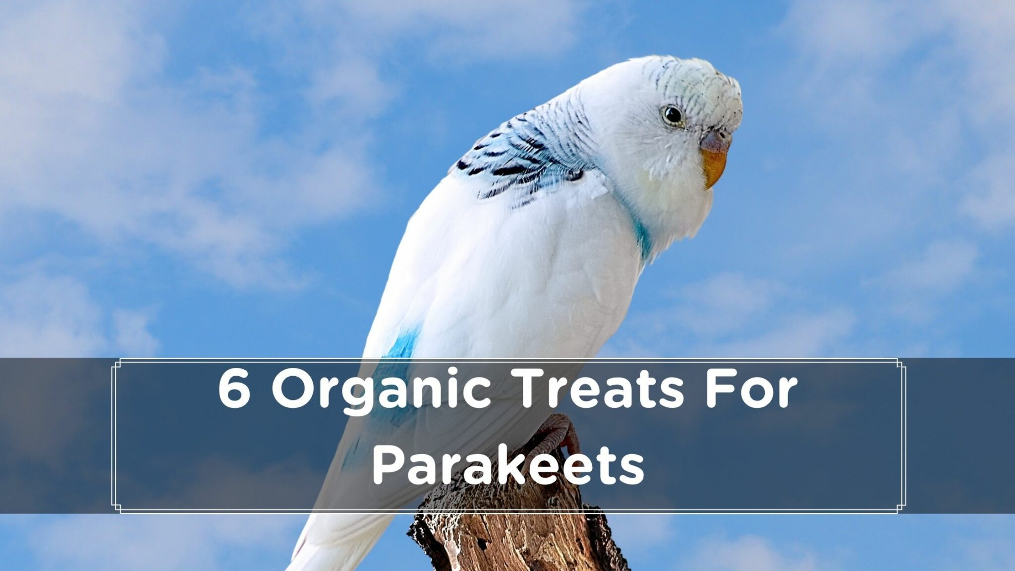 5 Best Treats For Parakeets in 2022 Birds News