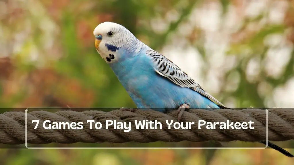 7 games to play with your parakeet