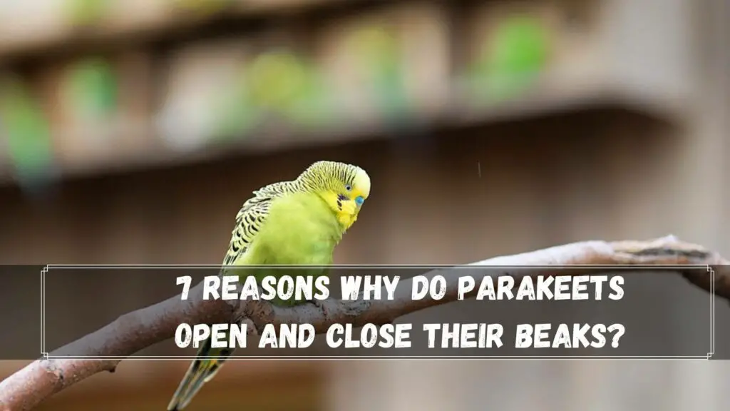 7 reasons why do parakeets open and close their beaks