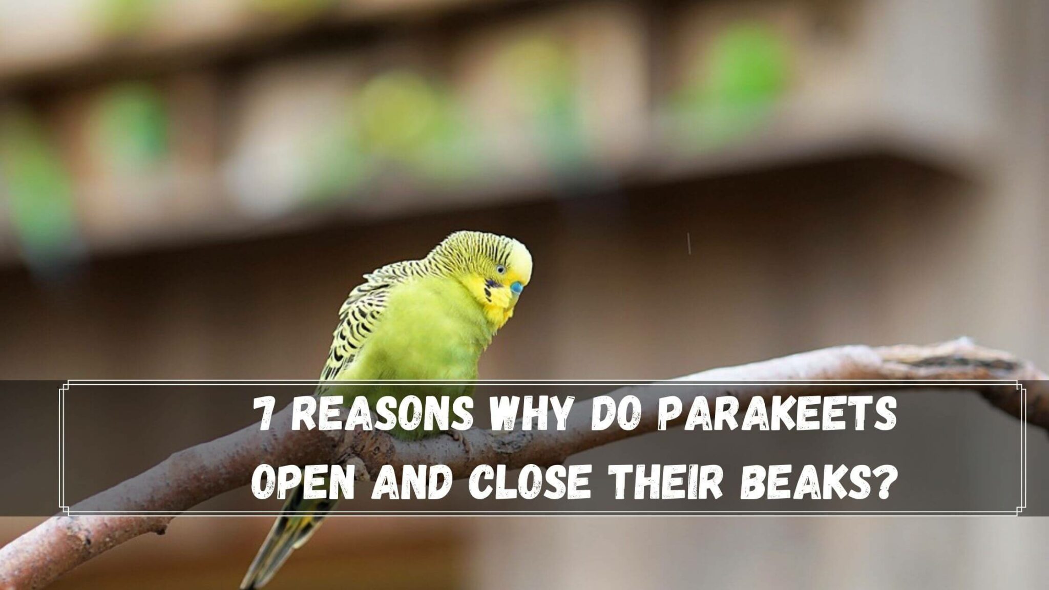 Why Do Parakeets Open And Close Their Beaks? 7 Reasons Birds News