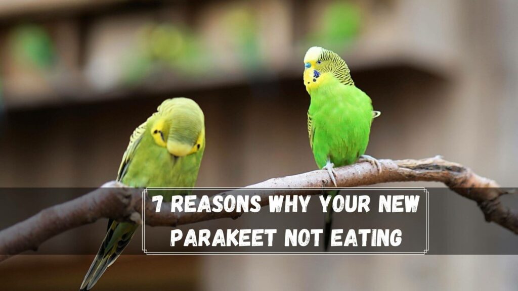 7 reasons why your new parakeet not eating