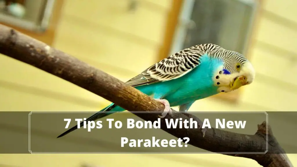 7 tips to bond with a new parakeet
