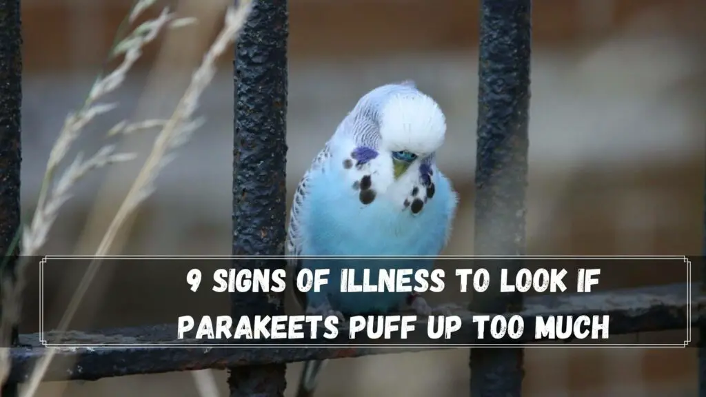 9 signs of illness to look if parakeets puff up too much