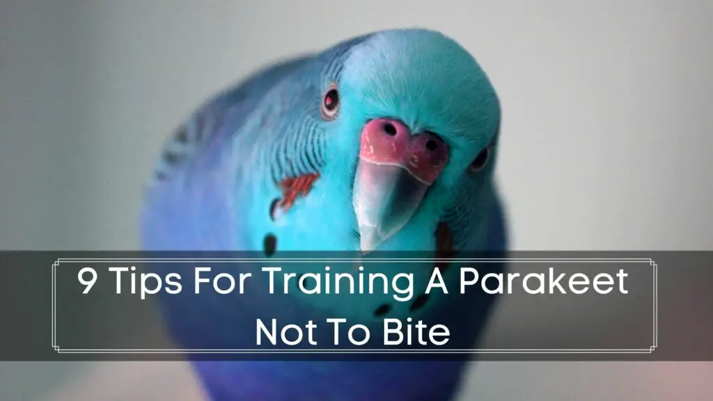 How To Train A Parakeet To Not Bite?