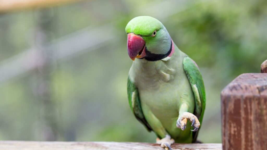 Alexandrine Parakeets