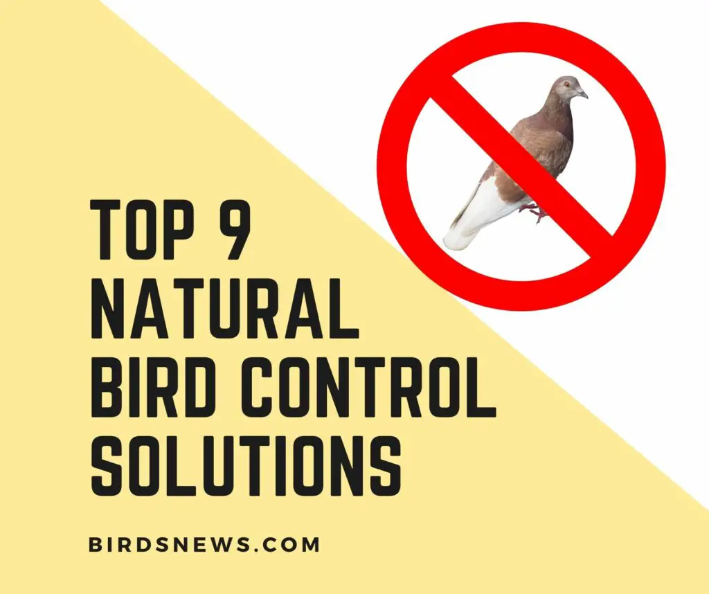 Best Natural Bird Control Solutions