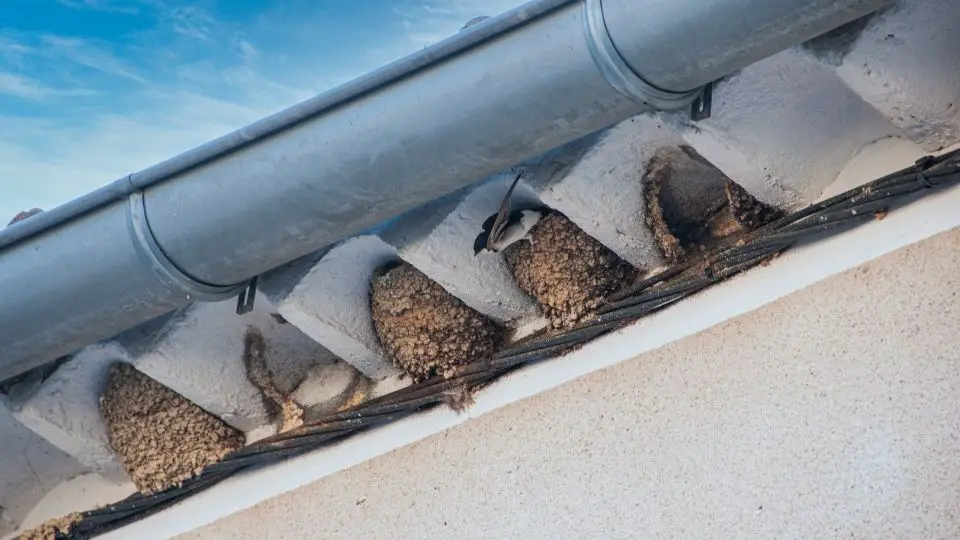 How to Stop Birds from Nesting in the Gutter