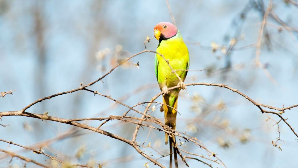 Blossom-headed Parakeet