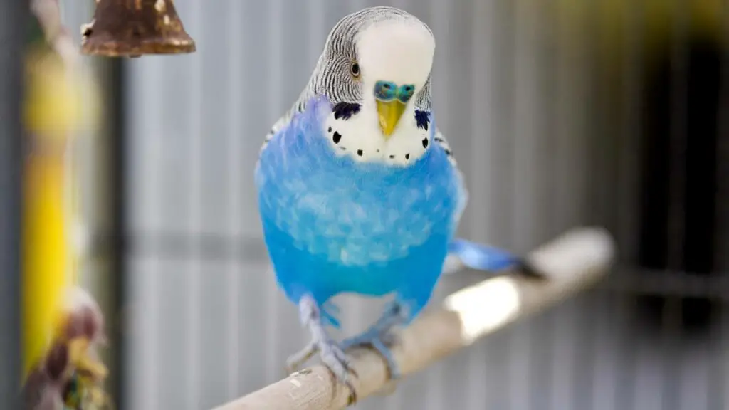 Types Of Parakeets: Blue Parakeet