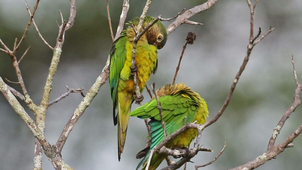 Brown Parakeet