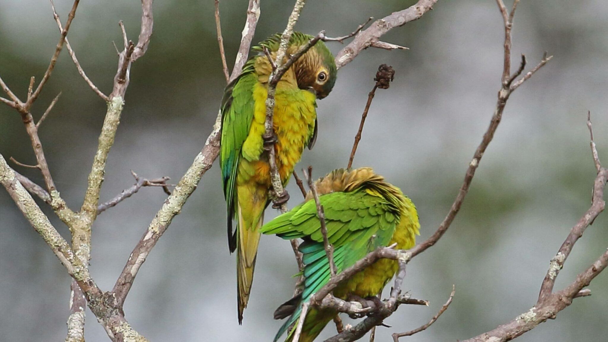 17 Different Types Of Parakeets Birds News
