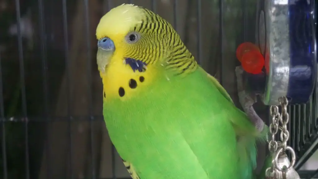 Types Of Parakeets: Budgerigar