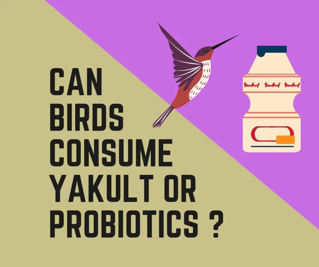 Can Birds Drink Yakult and Probiotics