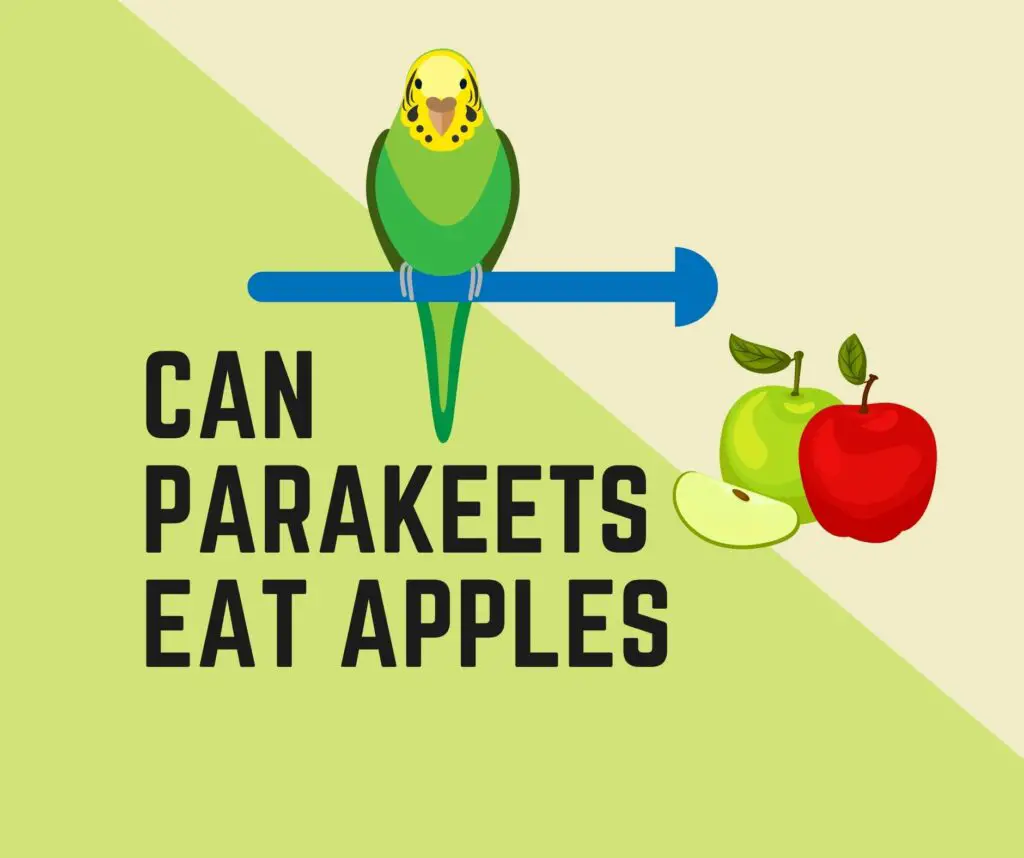 Can Parakeets Eat Apples