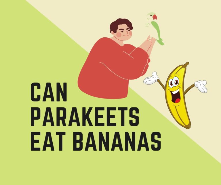 Can Parakeets Eat Bananas