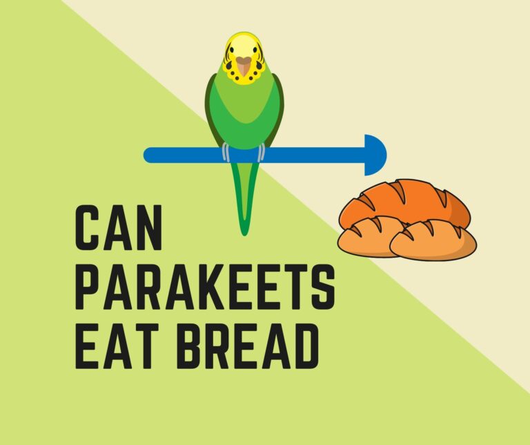 Can Parakeets Eat Bread