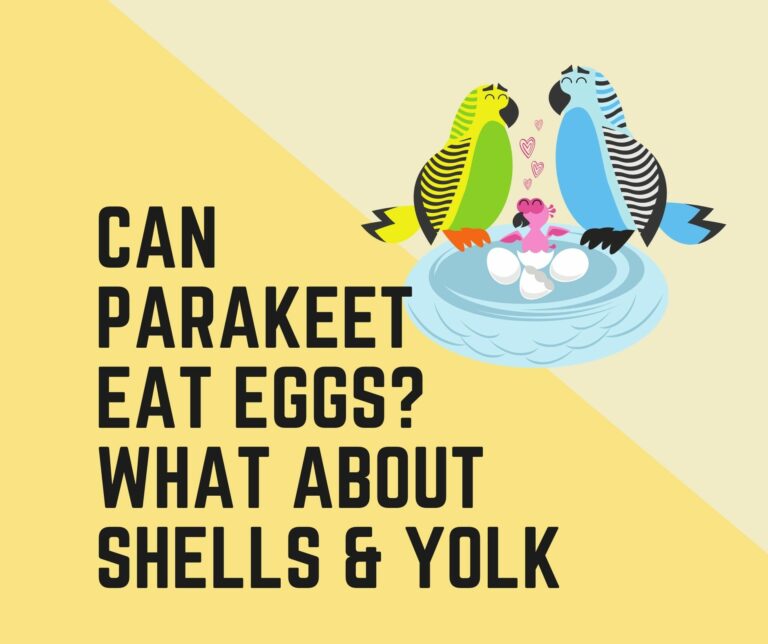 Can Parakeets Eat Eggs