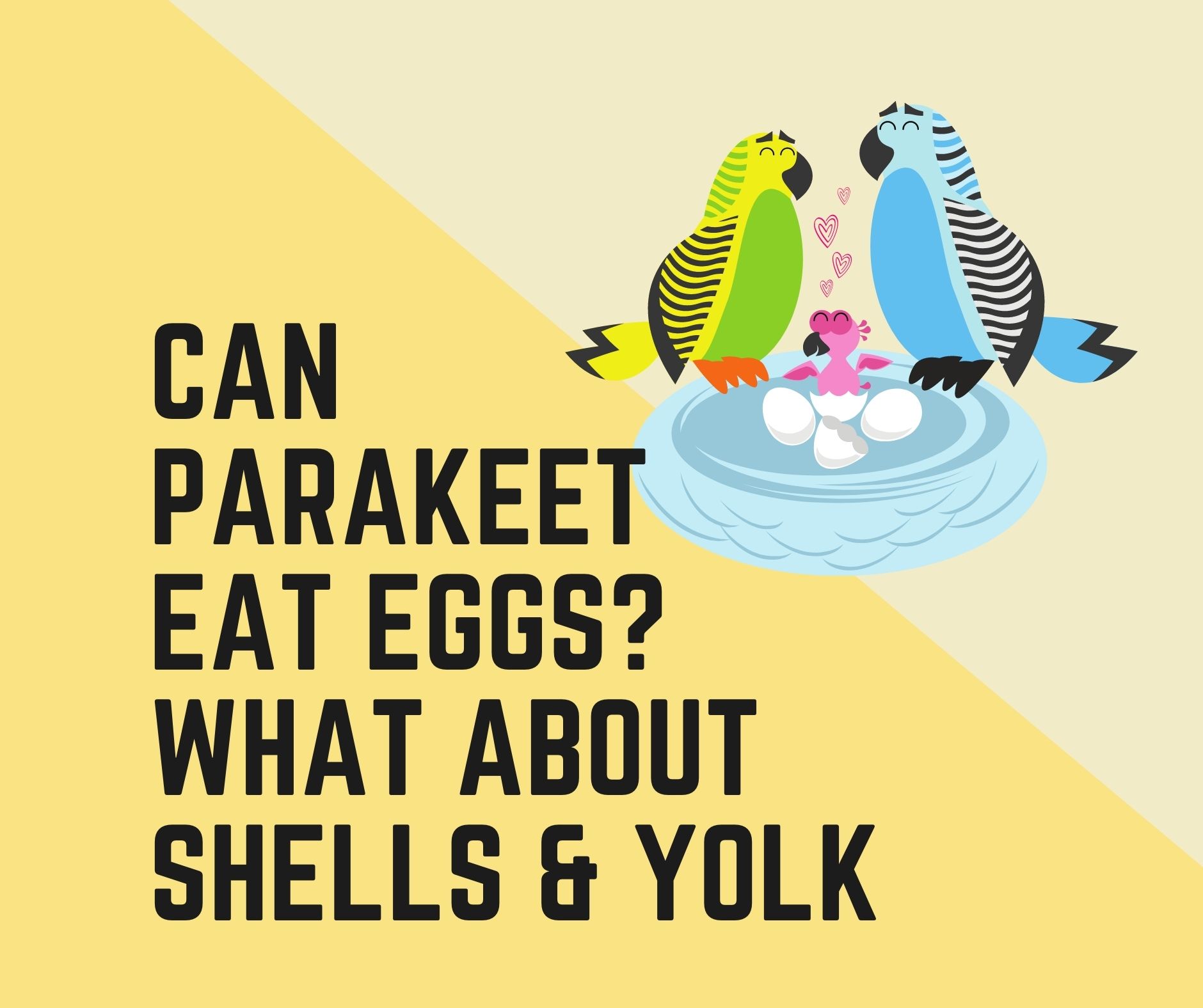 Can Parakeets Eat Eggs? (What About Shells, Yolk & White) - Birds News