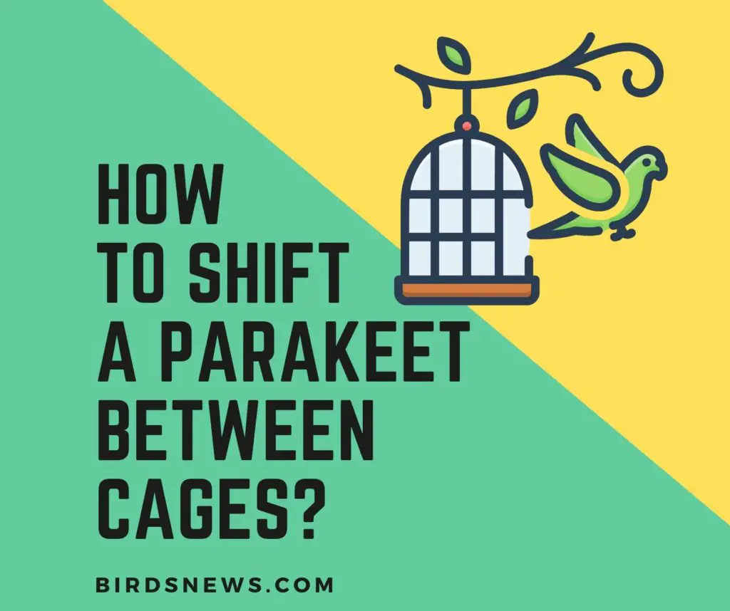 How To Transfer A Parakeet From One Cage To Another