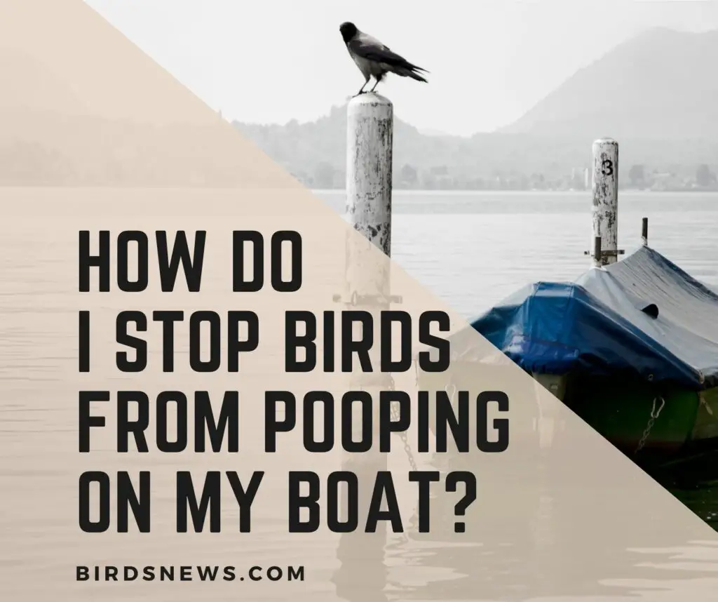 How do I stop birds from pooping on my boat