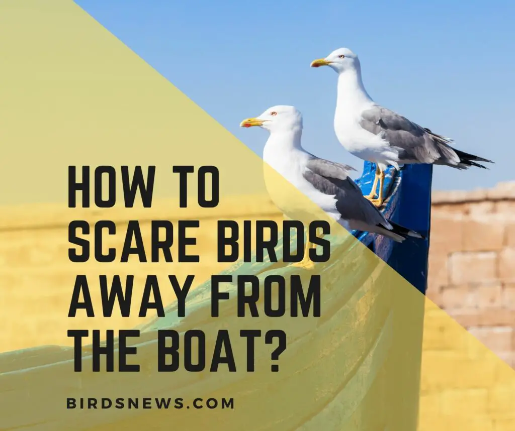 How to Scare Birds Away From The Boat