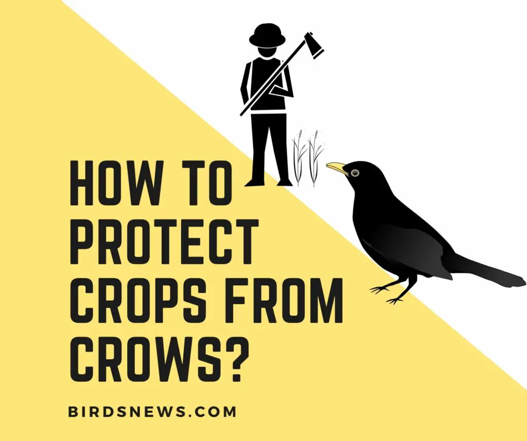 How to protect crops from crows