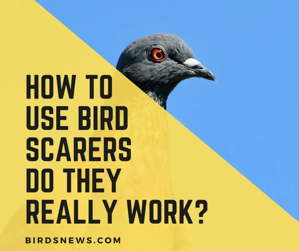 How to use bird scarers Do They really work