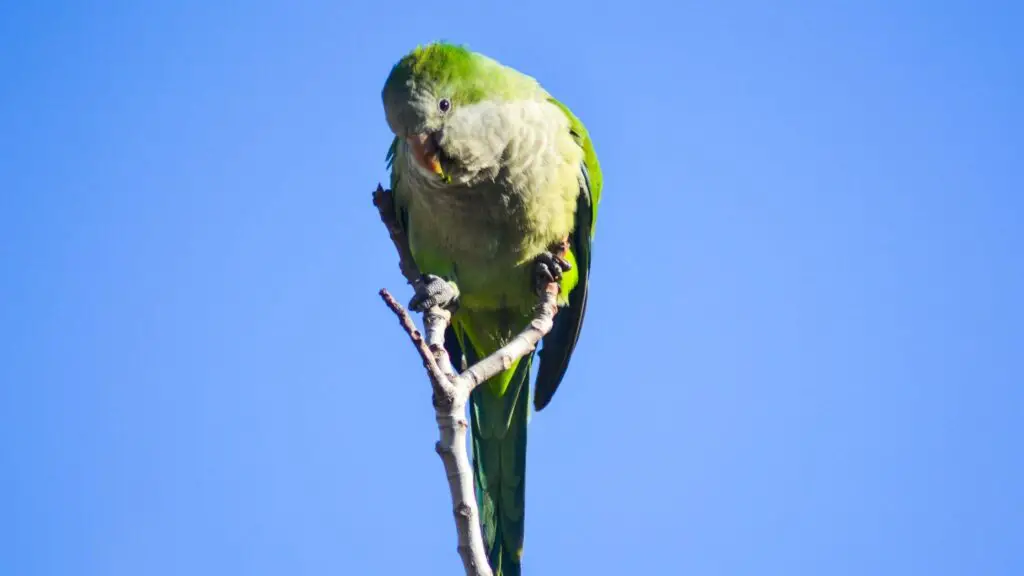 Types Of Parakeets: Monk Parakeet