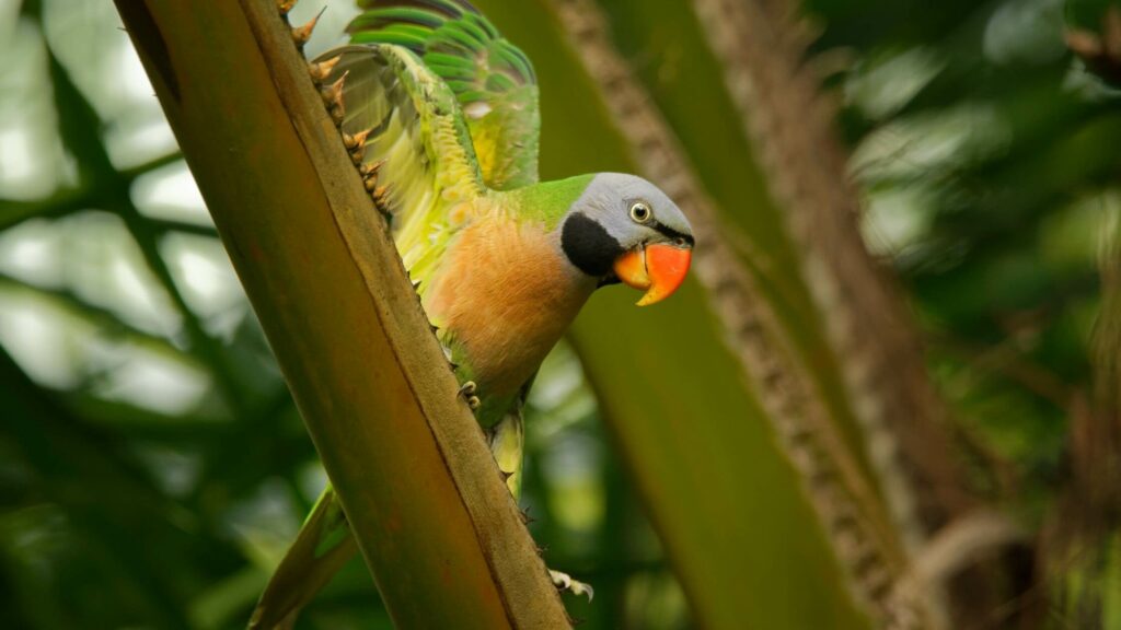 Mustached Parakeets